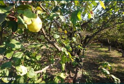 Casa de inchiriat, Prundu Mic -Pitesti, mobilata si utilata, curte, centrala etc - 9