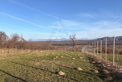 Teren intravilan 809 mp Tropinii Noi lângă pădurea Dumbrava - 7