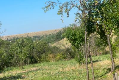 Teren intravilan Valea Mare | 1486 mp | Utilități | 13,5 €/mp - 6