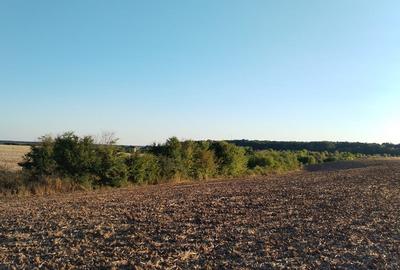 Ciolpani, spre Izvorani - COR, vanzare teren 5000mp. - 14