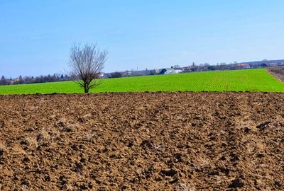 Teren intravilan 13175mp utilitati Ciolpani Strada Alunisului - Padurea Snagov - 7