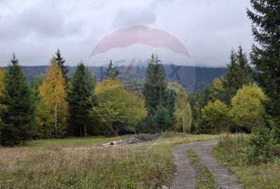 Vânzare teren extravilan, 4 ha pădure, zona turistică Liban, Harghita - 6