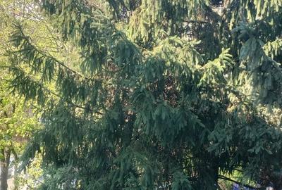 Apartament 4 camere. Zona Covasna. Intre Bld. Obregia si Bld. Brancoveanu. - 5