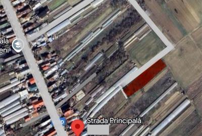 Teren pentru dezvoltare rezidentiala Copaceni Ilfov - 5