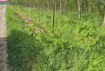 Teren intravilan - 4752 mp - 8 loturi de 594 mp - com Gruiu-Lipia - km 31 A3 - 5