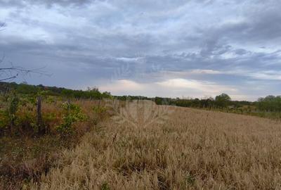 TEREN PAULESTI//10.000 MP - 11