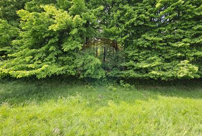 Teren Ilisesti  7000mp extravilan/ DN 17, Suceava - 16