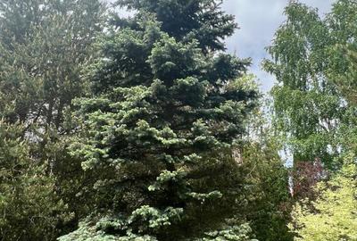 Vila de vis cu parc privat  — Panoramă Unică Spre Crucea Caraiman, - 26