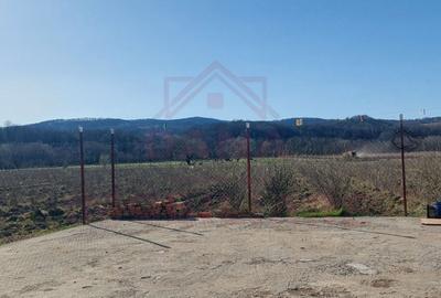 TEREN CU PLANTAȚIE DE TRANDAFIRI ,,ROSA DAMASCENA,\ \CARANSEBEȘ\JUD.CS - 5