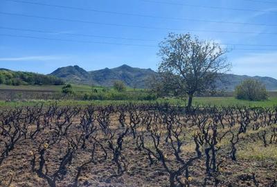 Proprietate de vânzare în Măcin – 6000 mp teren, vie productivă + proiect casa - 2