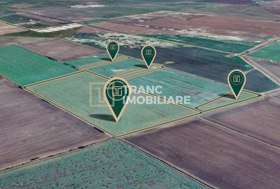 Teren agricol de 11,75 ha de vânzare, la 1,5 km de Turnu, jud. Arad - 4