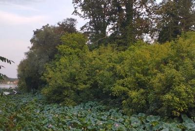 SUPER  OCAZIE TEREN 4000MP DE VANZARE IN SNAGOV CU DESCHIDERE LA LACUL SNAGOV - 10