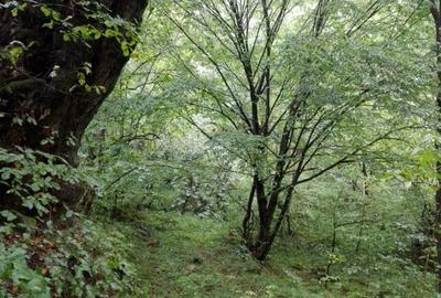 Proprietate rară în inima Retezatului – 5.700 mp teren intravilan - 15