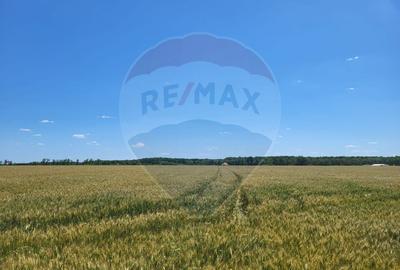 Teren intravilan 5,000 mp Peris IF - 2