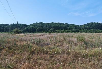 Teren Corbeanca – Balotești, 35.000 mp, lângă pădure și nodul rutier A0. - 5