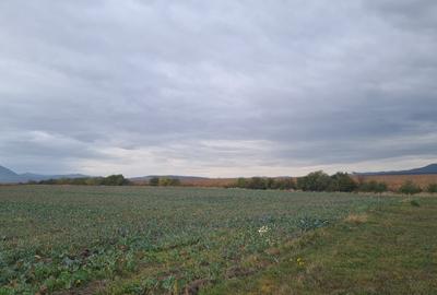 Oază de Natură și Potențial: Teren de 48.100 mp lângă Delta din Carpați - 7