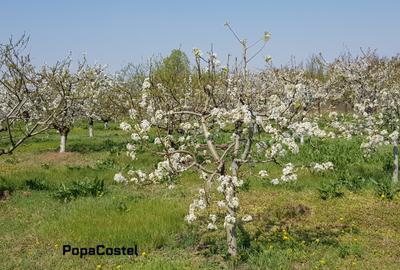 Petresti - Corbeanca 4648 mp intravilan desch. 33 m, utilitati, acces asfaltat - 3