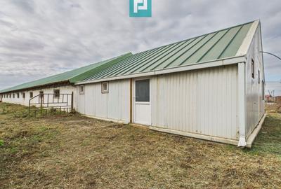 Hală pentru producție / fermă zootehnică  - Variaș - 5