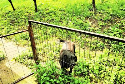 Manuel recomanda : Vila superba in Cornu de Jos 295mp , teren 1360mp - 36