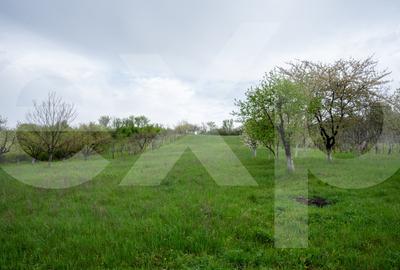 Proprietate unică, în zonă verde și liniștita - 10