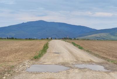 Carpinis, 10000mp-arabil, 25000euro - 4