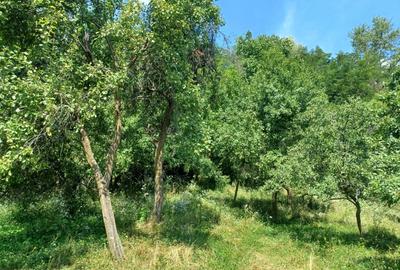 24.141 mp 1h30' de Bucuresti -  ideal casa sau complex retreat - 5
