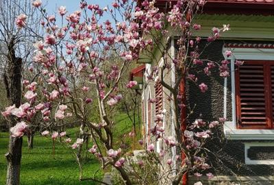 Vanzare casa Fieni - Runcu - 1