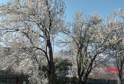 Casa cartojani giurgiu gaze apa centrala, direct proprietar - 14