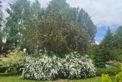 Vila de vis cu parc privat  — Panoramă Unică Spre Crucea Caraiman, - 28