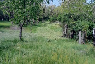 Teren extravilan de vânzare – Stănești, 3.861 mp, livadă de cireși - 11