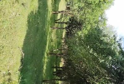Teren extravilan de vânzare  comuna Șișești sat Șișești Maramures - 12