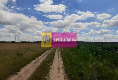 Teren 715mp în Snagov lângă Equestria - 3