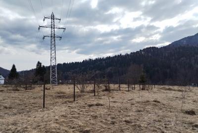 Teren intravilan cartier Cumpatu - 4