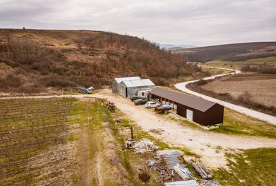 Vie de 115 Hectare în satul Dud, județul Arad - 8