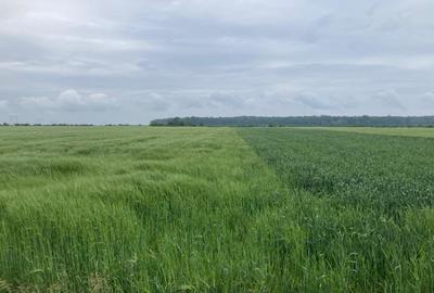 Vand teren intravilan in Sabareni, jud Giurgiu - 6