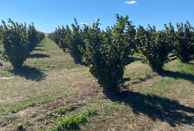 Vanzare plantatie pomicola ALUN pe rod 10,8 HA, hala productie, utilaje - 1
