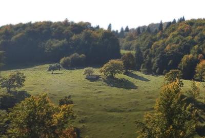 Teren pensiune, Bran-Fundata, platou cu vedere unica 8000mp - direct propietar - 1