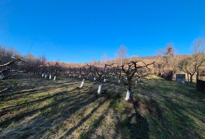 Teren extravilan (inclus in PUG 2026) aproape de Bistrița - 2