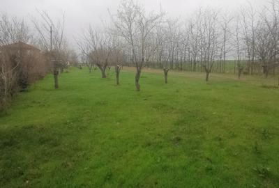 Teren Intravilan Techirghiol 4350mp - 5