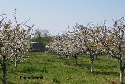 Petresti - Corbeanca 4648 mp intravilan desch. 33 m, utilitati, acces asfaltat - 1