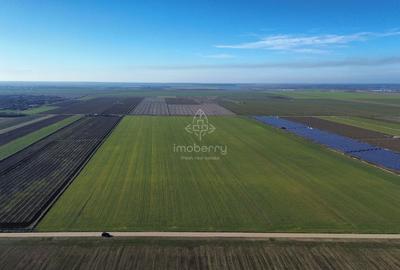 Vând teren extravilan – 11 ha, sat Valter Mărăcineanu, jud Giurgiu - 1