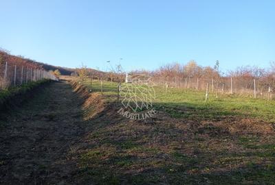 Teren intravilan 2700 mp-ideal case/investitie-Viisoara - 6