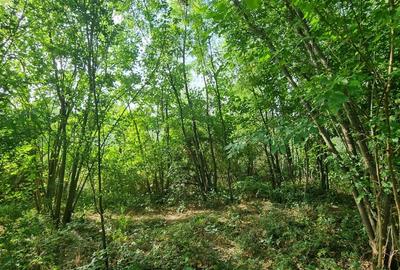 Teren 2000 mp de vânzare – Comana, deschidere la lac, aproape de Parcu - 5