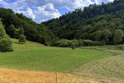 Reco, Teren Rosia - 1