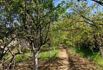 Proprietate de vânzare în Măcin – 6000 mp teren, vie productivă + proiect casa - 1