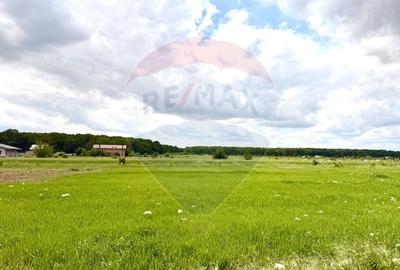 DE VANZARE Casa 3 camere/ teren 550 mp Cosoba / Giurgiu - 42