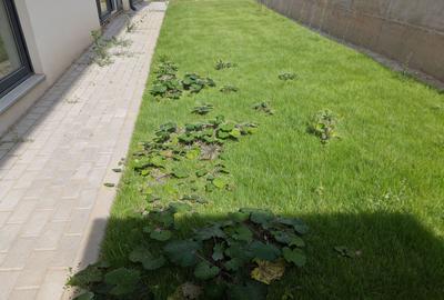 Duplex semifinisat, zona Tăuțiului - 4