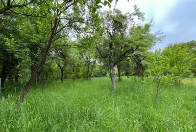 🏡 Casă săsească autentică în Viscri (UNESCO) | 2.500+ mp | Potențial pensiune | - 5