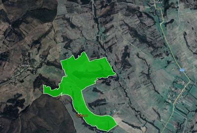 De vanzare plantatie de alun, pe rod, situata in judetele Arad si Timis - 2