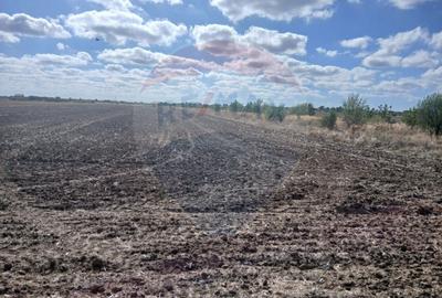 Teren de vanzare 4500mp Strada Rasaritului Darvari Ciorogarla A0 - 4